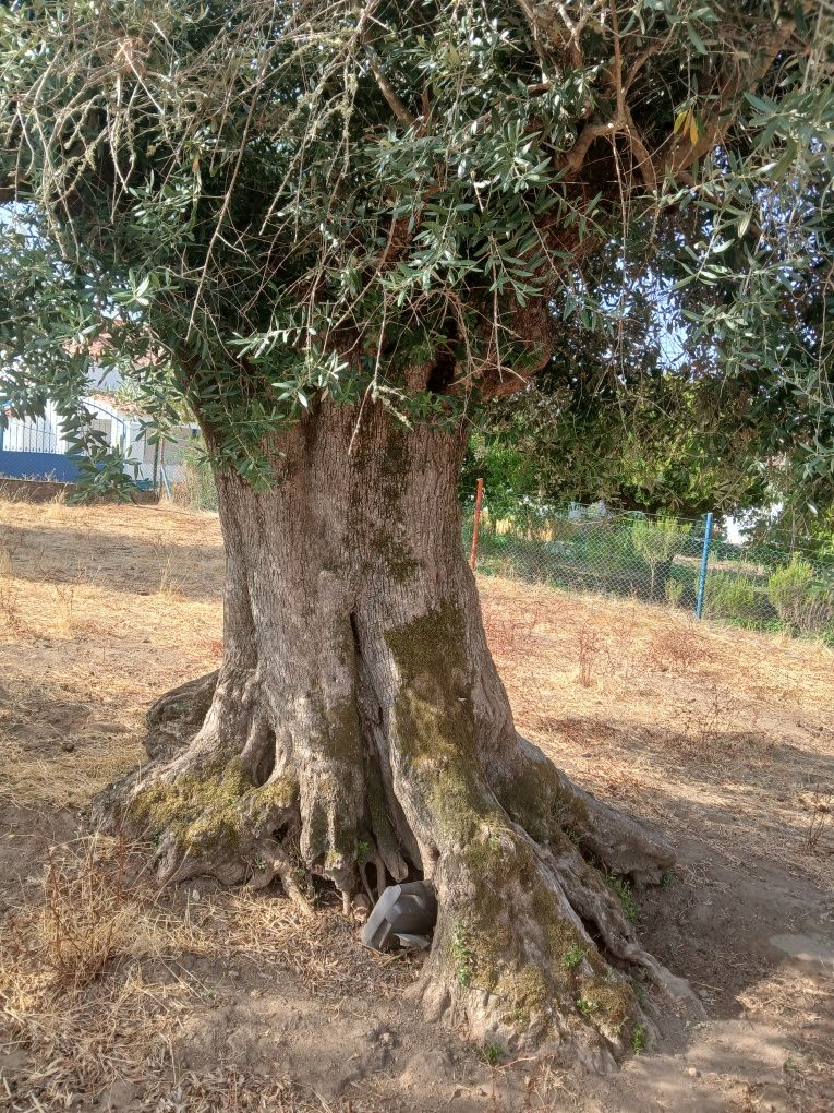 Oliveiras milenares