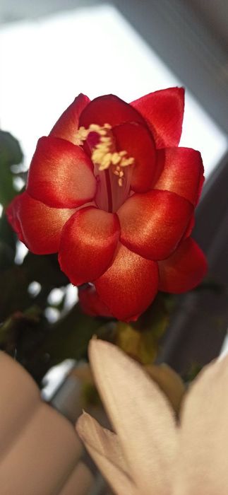 Шлюмбергера Червона