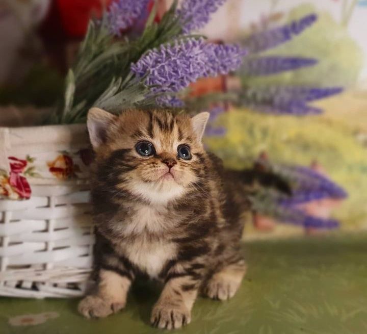 Очень милые котята