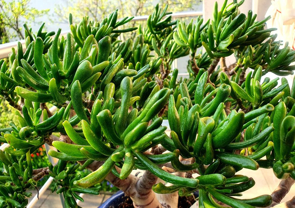 drzewko cytryny 15 lat