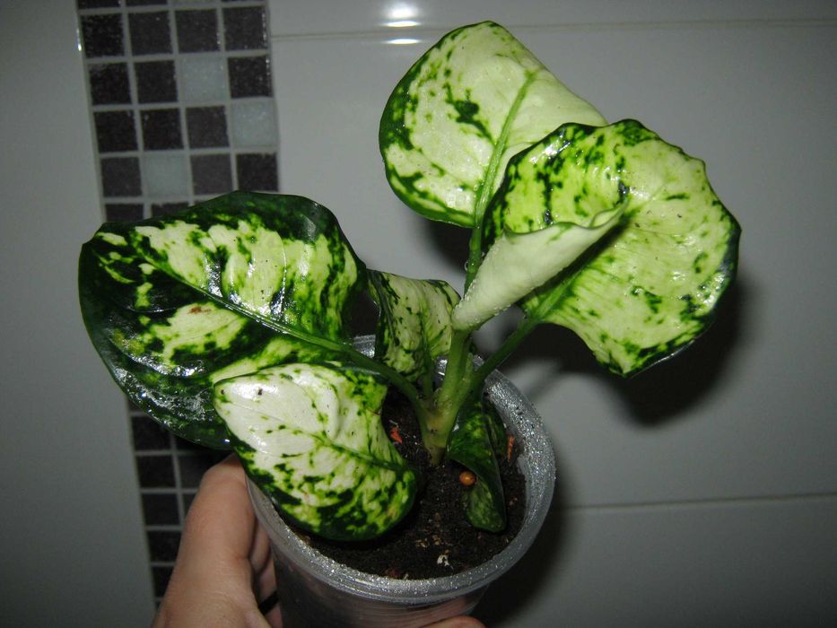 аглаонема декоративно лиственные цветы от 350грн