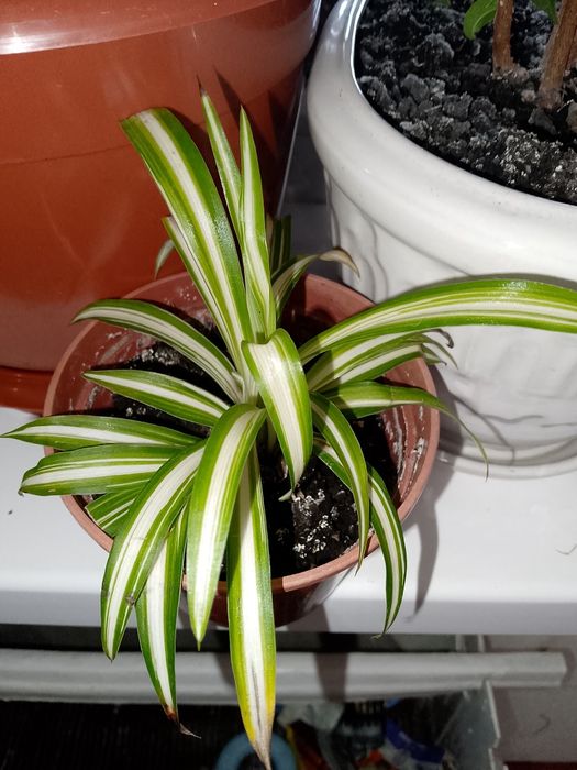 Кімнатні рослини в асортименті