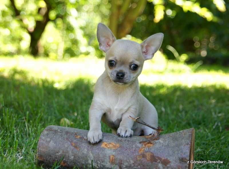 Chihuahua z rodowodem