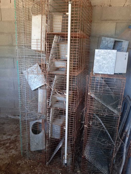 Jaulas criação Coelho