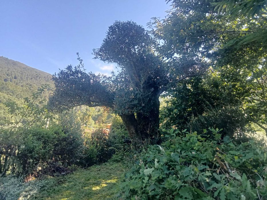 Oliveira para jardim