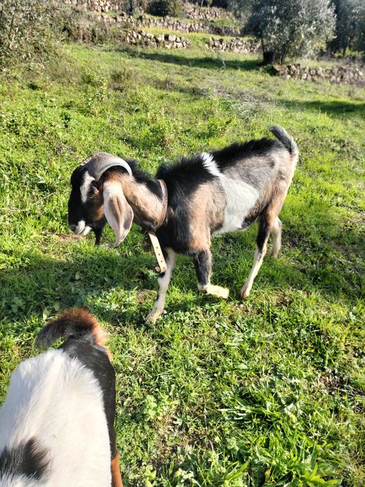Cabras da raça anglo-nubiana  puras