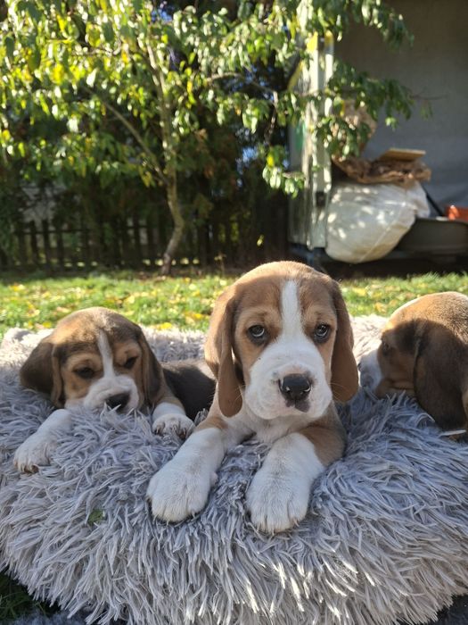 Beagle piesek szczeniak po championach , okolice Poznania