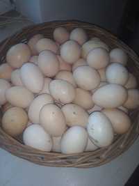 Jaja wiejskie zielono nóżki brachma kochin mix