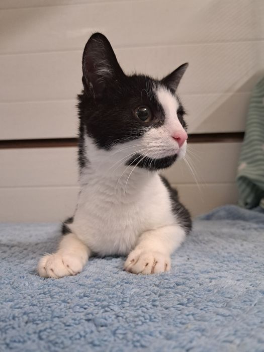 Felix, kochany kocurek do adopcji