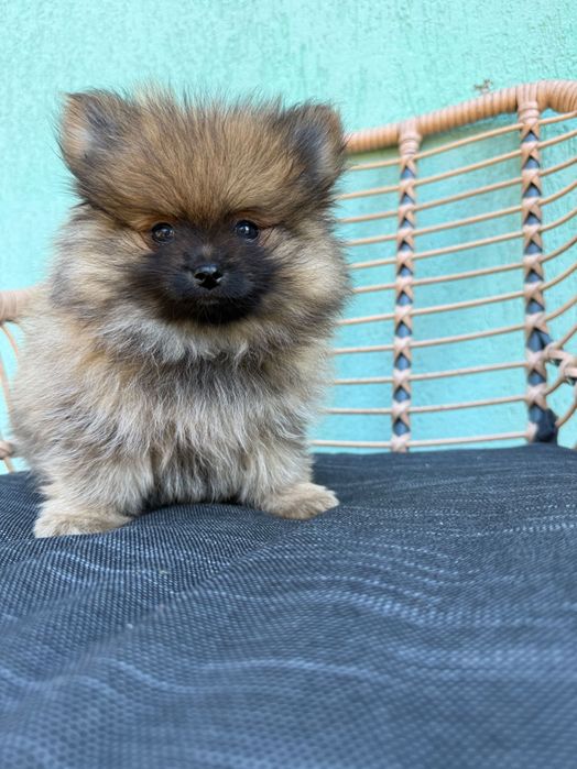 Śliczna suczka szpic miniaturowy Pomeranian Sable BOO