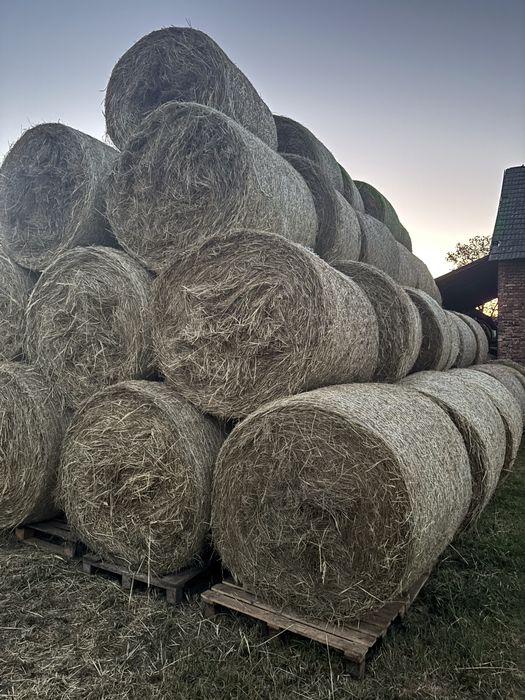 Siano 120x120 1 pokos 2025