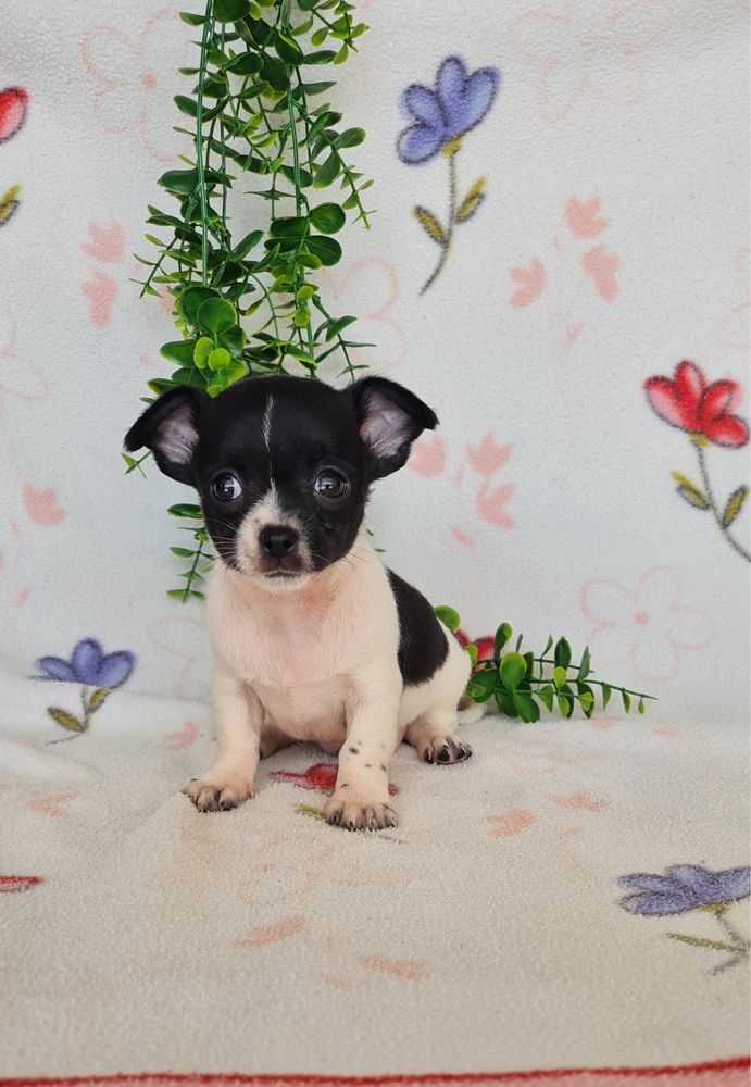 Maravilhoso mini Chihuahua. Chiuaua de linhagem Russa, Qualidade