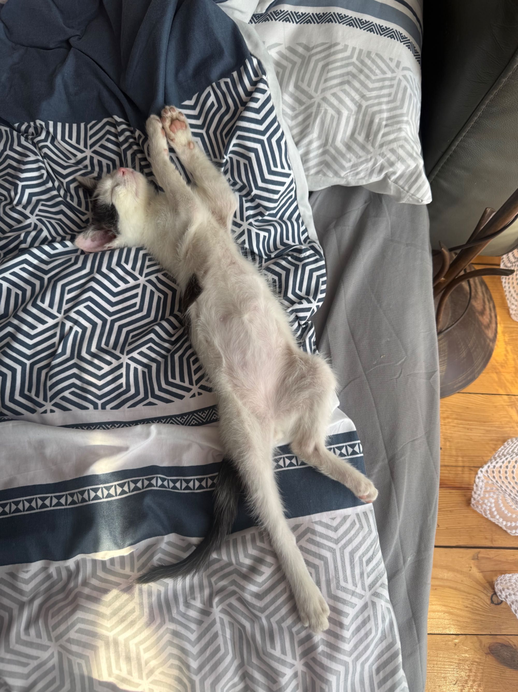 Fotek kotek do adopcji