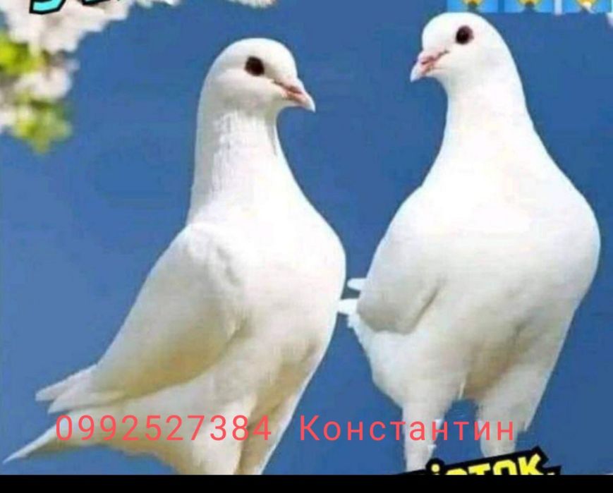 Оренда голубей на свадьбу выпускной