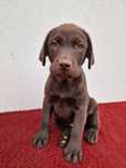Szczeniak labrador retriever