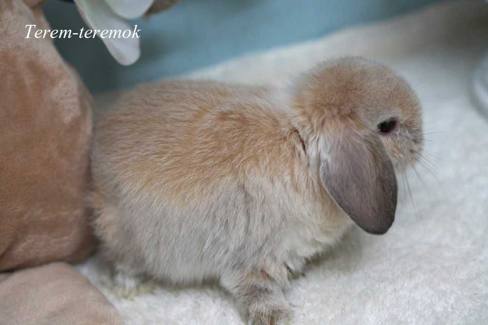Сама маленька порода карликових кроликів у рідкістному забарвленні!