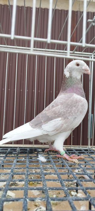 Gołębie staropolskie