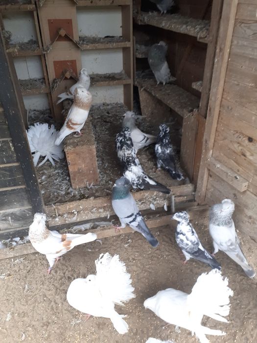 Sprzedam pawiki białe