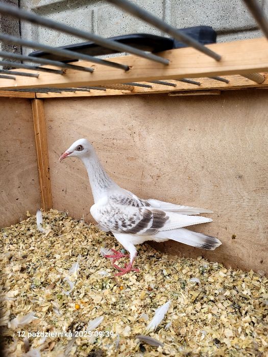 Gołębie żałobniki, pasiaki, srebrniaki