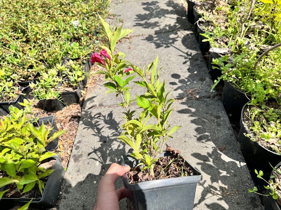 Krzewuszka 'Eva Rathke' (Weigela) Mrozoodporny krzew Doniczka 2.0L