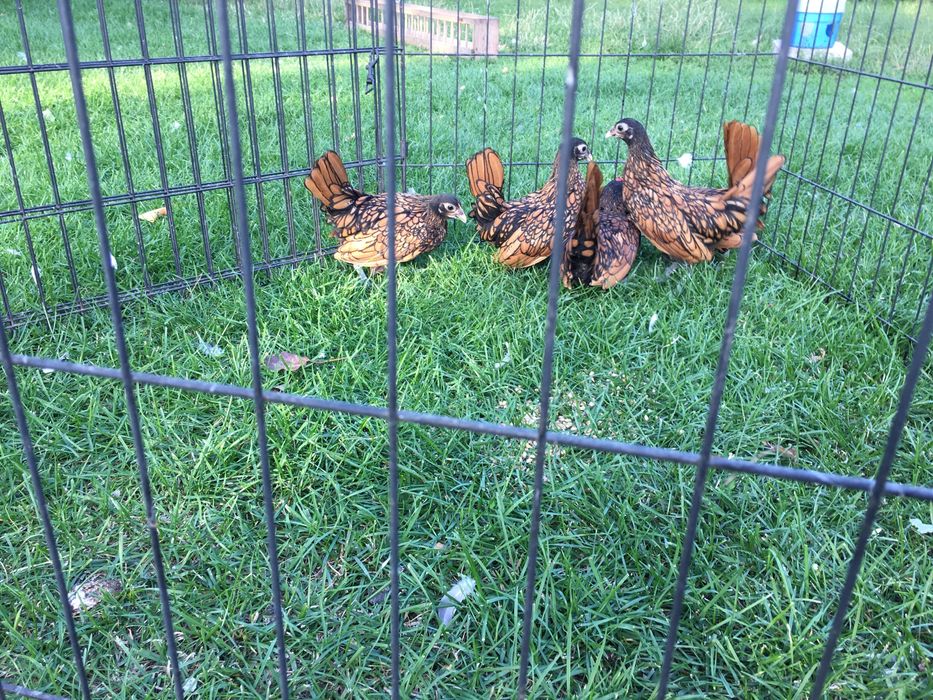 Sebrytka złota czarno łuskowana 2025