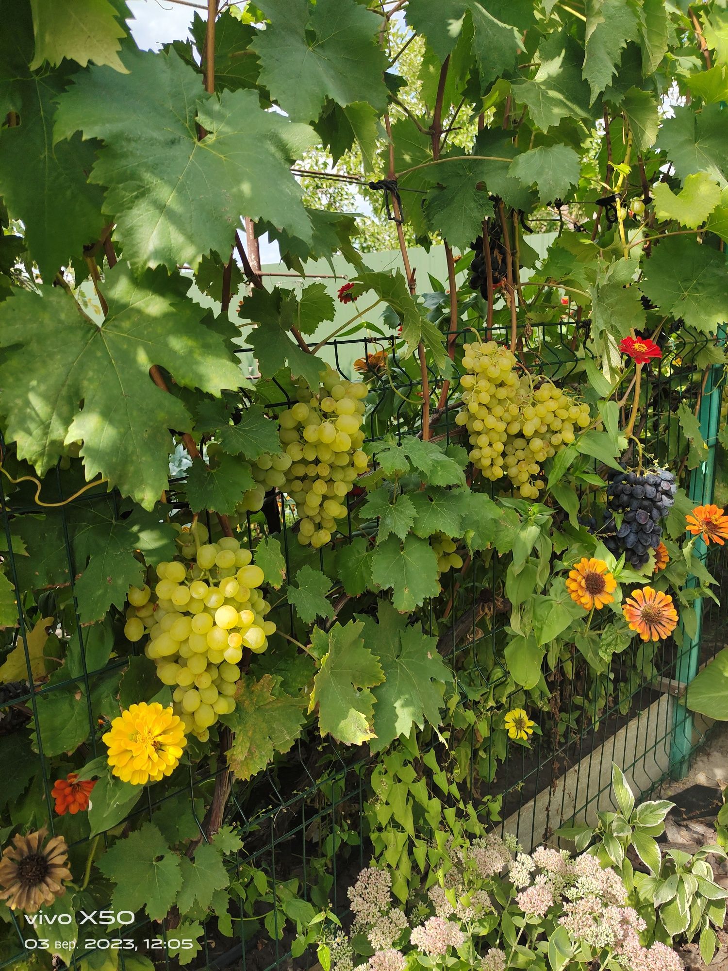 Саджанці винограду столових та винних сортів
