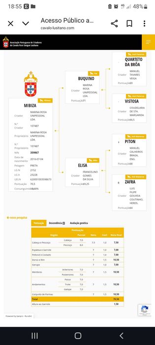 Égua Lusitana  Pontuada