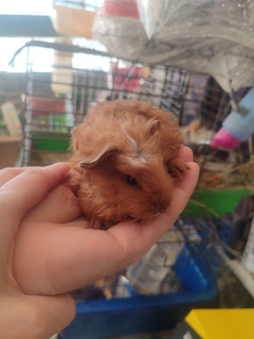 Морские свинки разные породы