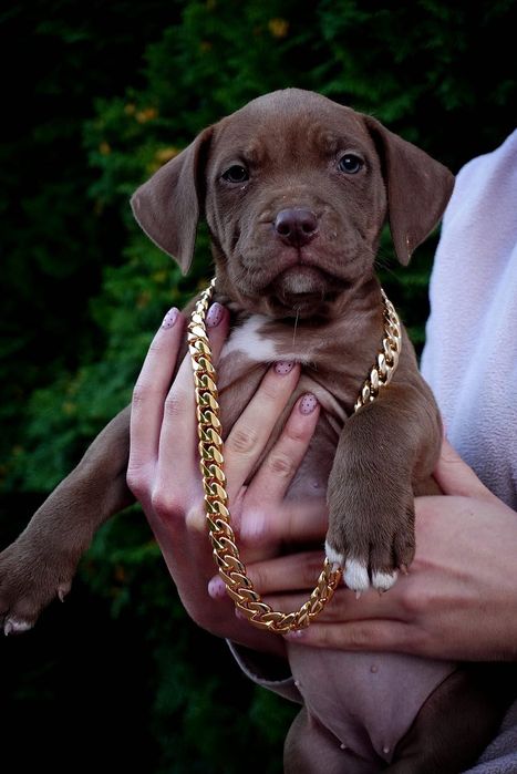 American Bully XL suczka brązowa
