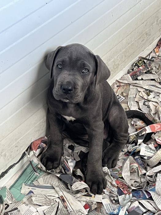 Cane Corso cinzento  Casa do tavarsbull