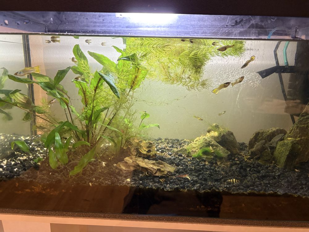 Akwarium 60l z szafka i zawartoscia