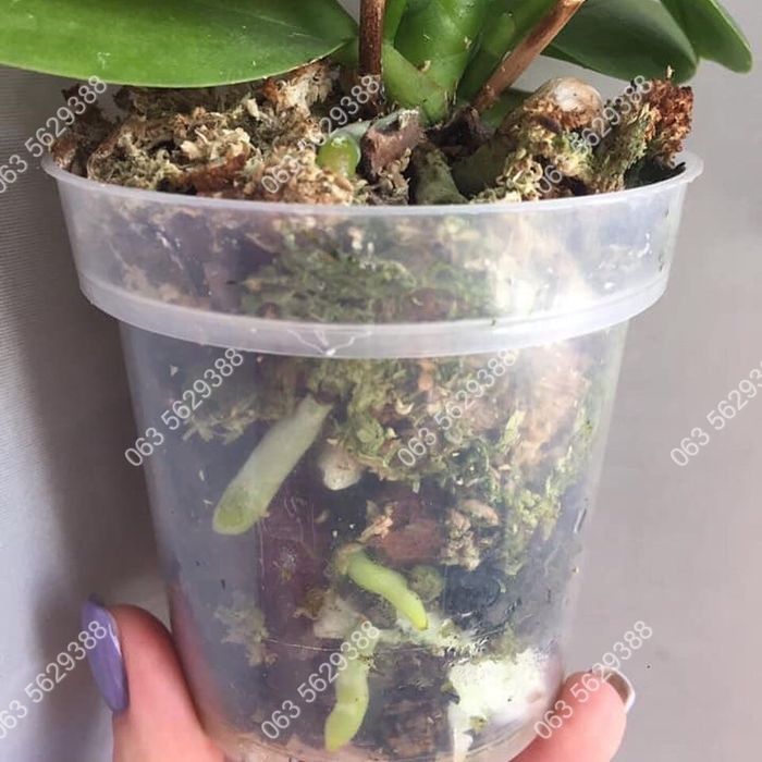 В наявності ОРИГІНАЛЬНИЙ реаніматор-стимулятор росту HB 101.