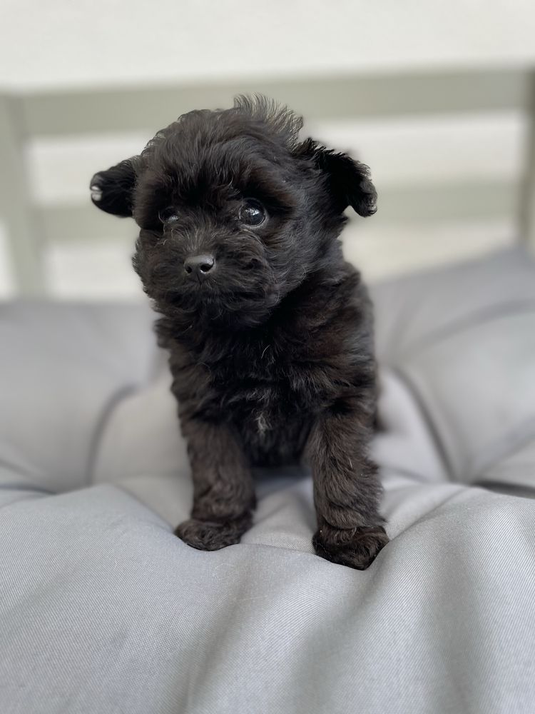 Pomapoo /chłopczyk/ hybryda szpic miniaturowy/ pudel toy