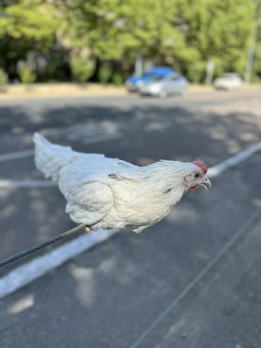 Сенди молодая курочка с первым яйцом