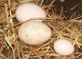 Ovos de Pavão e incubadoras