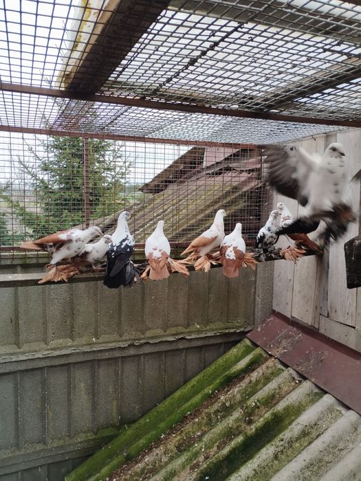 Widyny,wiedyny, gołębie ozdobne