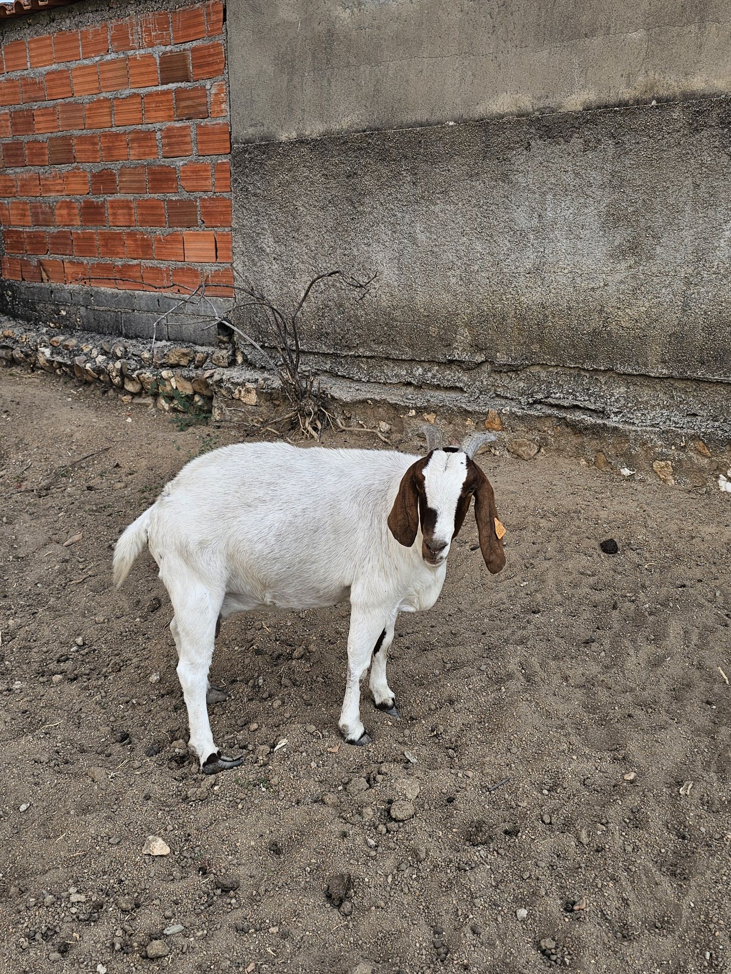 Fêmeas Boer disponíveis