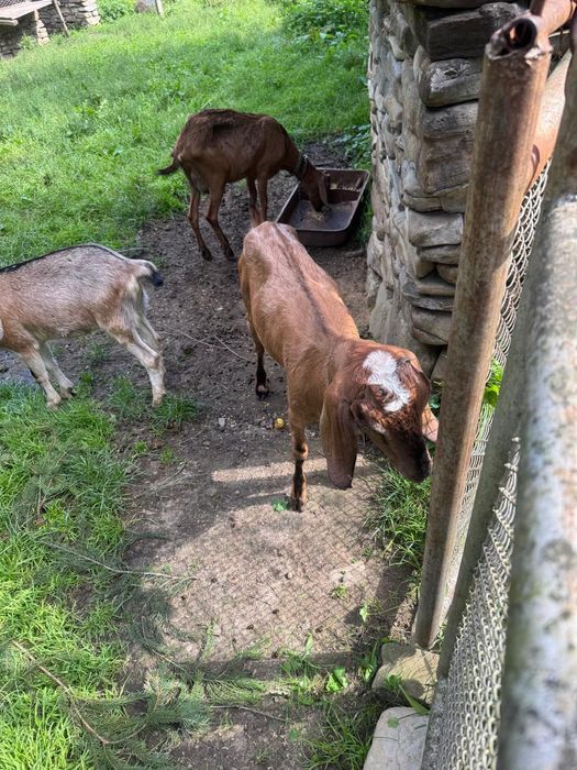 Продам породисті кози 100$ та 250$ звернутися +380983896727 Богдана