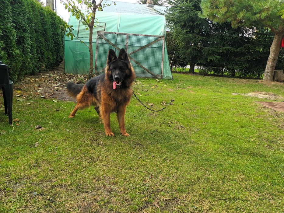 Oddam za darmo owczarka niemieckiego