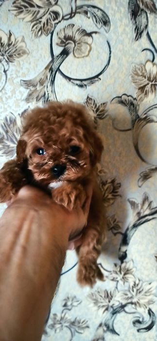 Девочка мальтипу