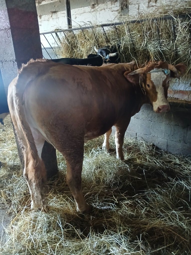 Jałówka limousine na ocieleniu 22 miesiące do hodowli
