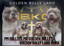 American bully szczeniak zapowiedz miotu