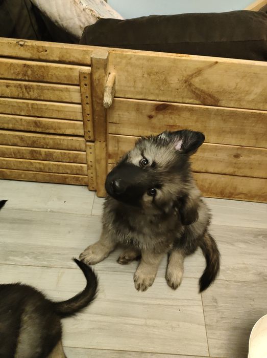 Owczarek Niemiecki Staroniemiecki suczka Fleur