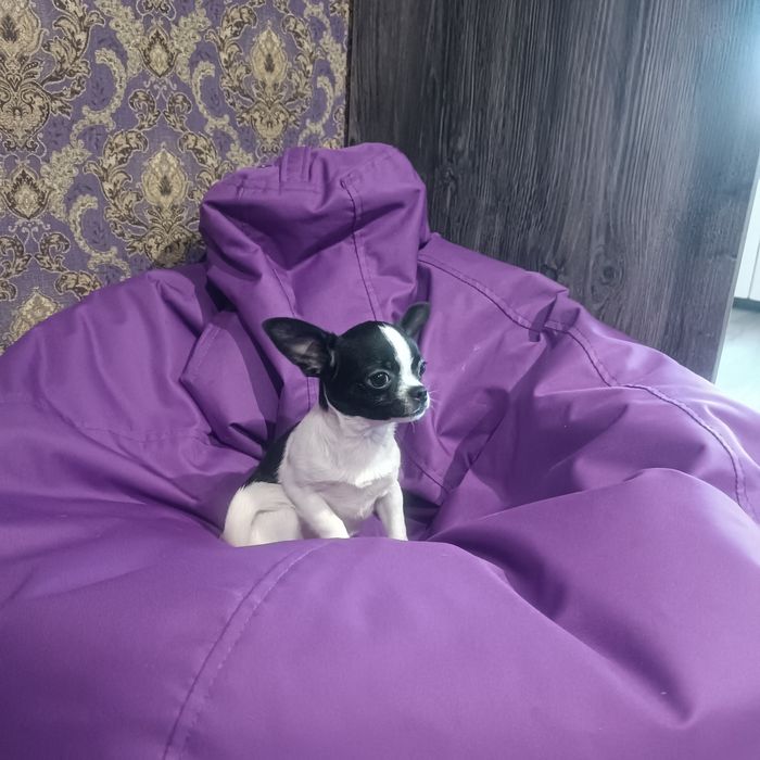 Залишився один красунчик чіхуахуа