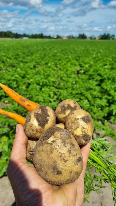 Ziemniaki jadalne gala od rolnika,kapusta,marchew,burak,cebula,
