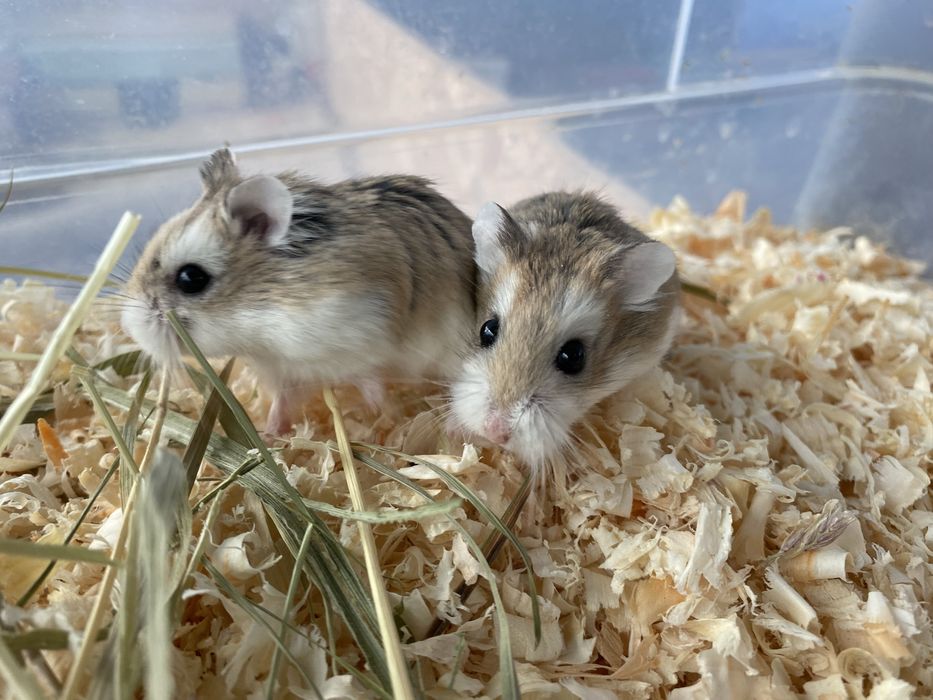 Chomik dzungalski, chomik roborowskiego