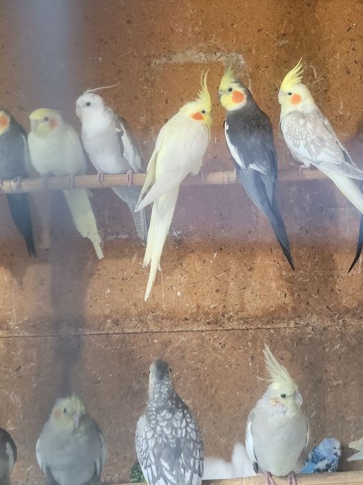 Papugi nimfy pięknie wybarwione młodziutkie