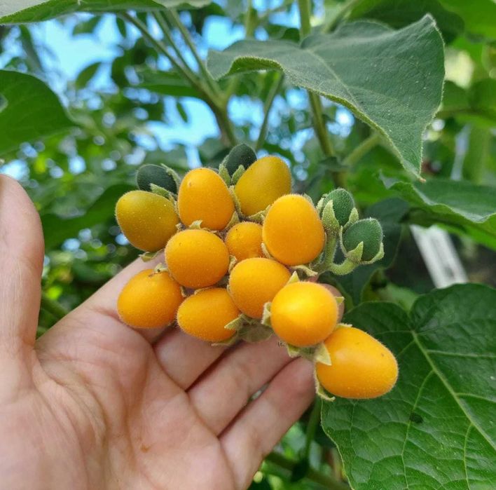 20 Sementes Tamarilho Anão - Solanum abutiloides