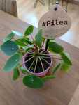 Sprzedam kwiaty Pilea