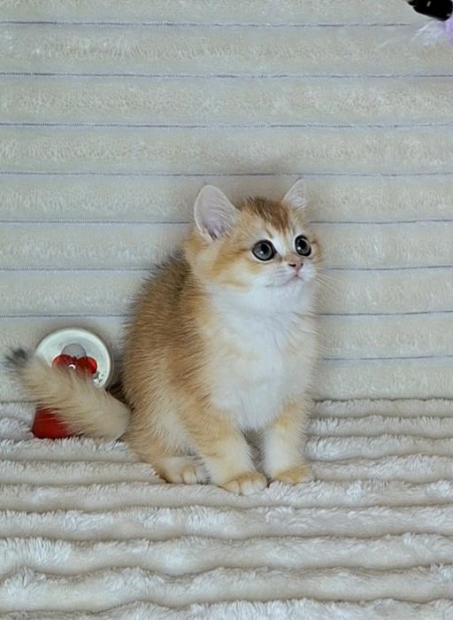 Золота шиншила кошеня.